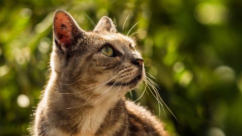 New proposals being put forward by local authorities advocate a ban on cats.