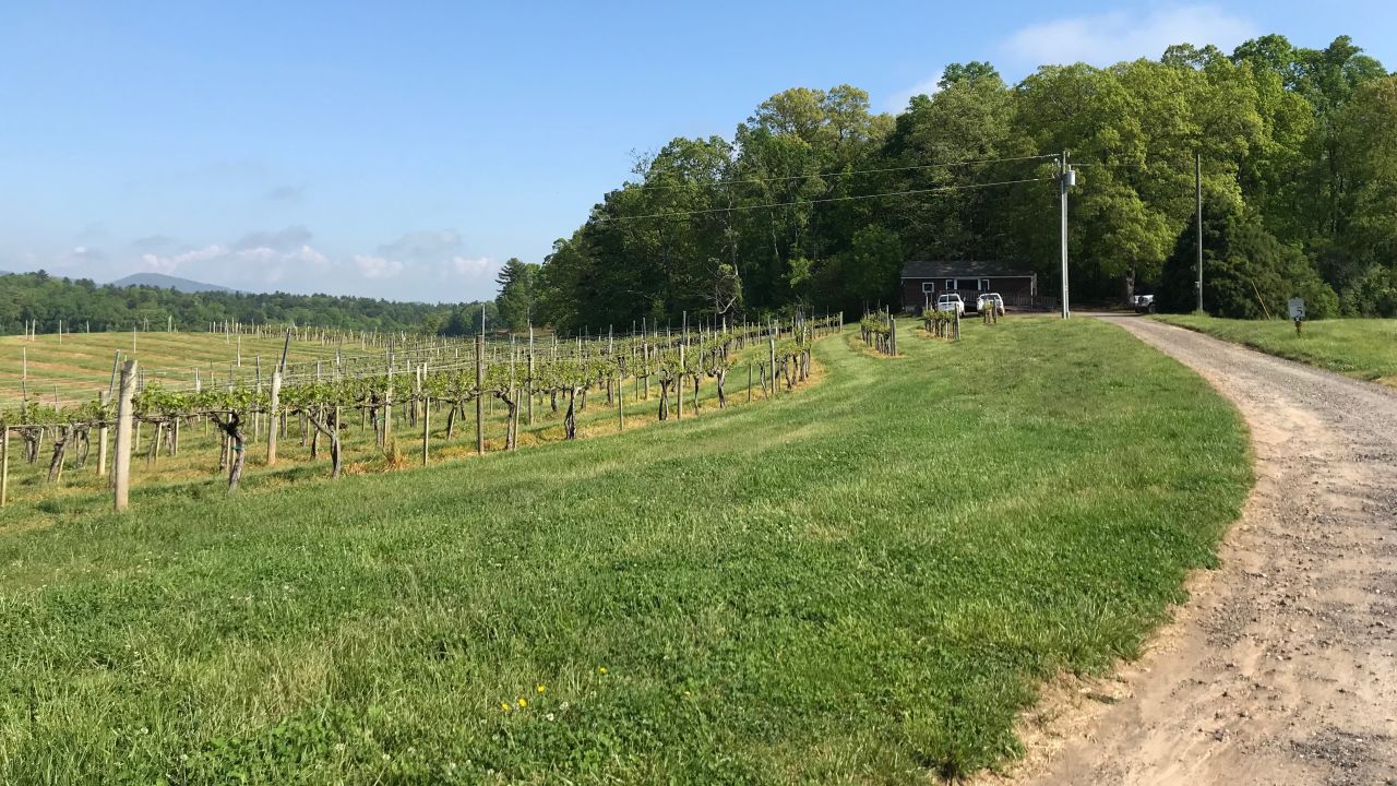 Some of the winery's grapes are grown on the estate. 