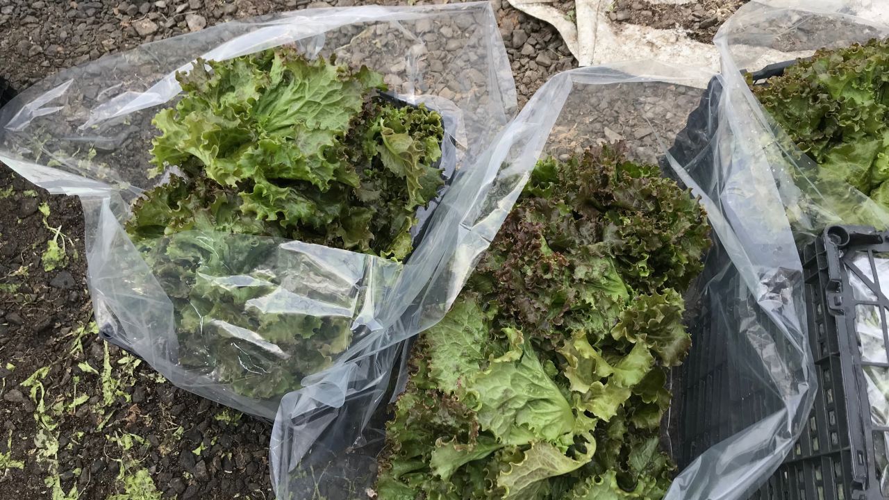 Lettuces are picked, bagged and taken to the estate restaurants.