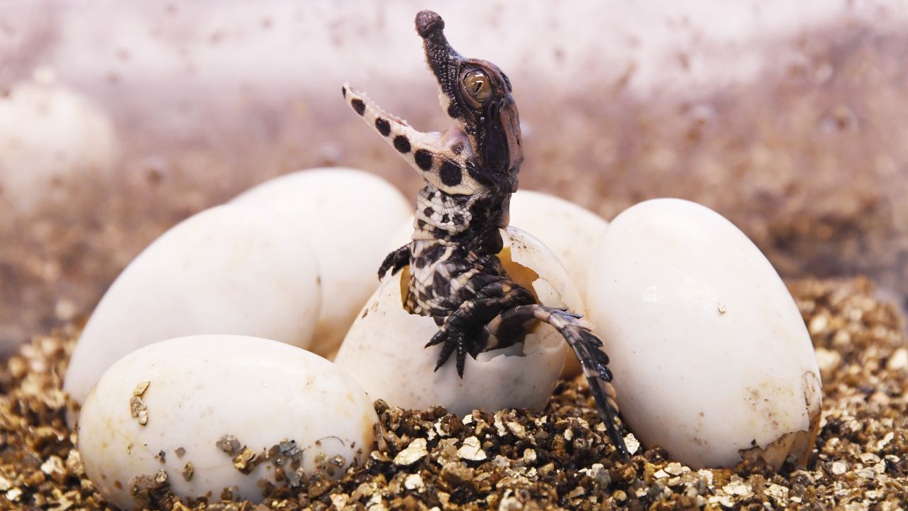 A dwarf crocodile hatches from its egg at the Planet Exotica zoo in Royan, France, on Monday, August 27.