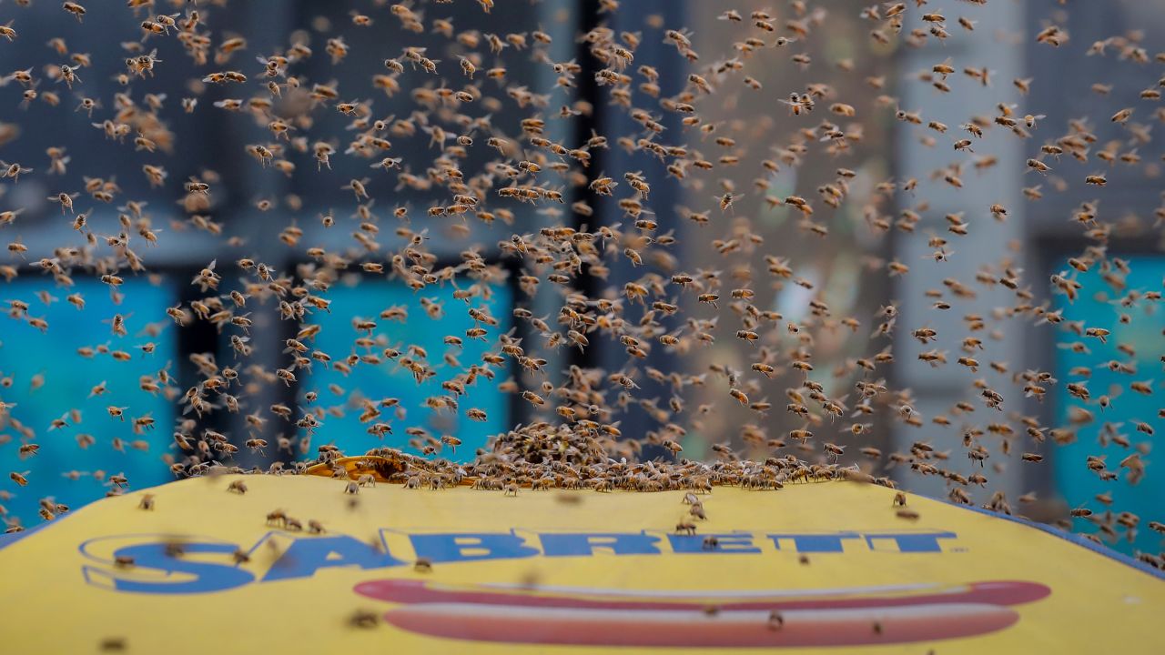 A swarm of bees <a href="https://www.cnn.com/2018/08/28/us/bees-swarm-hot-dog-stand-in-times-square-trnd/index.html" target="_blank">lands on a hot-dog cart</a> in New York's Times Square on Tuesday, August 28. A beekeeper responded to the scene to scoop up more than 40,000 bees and transport them to a safe place. Nobody was hurt by the bees, according to the New York Police Department.