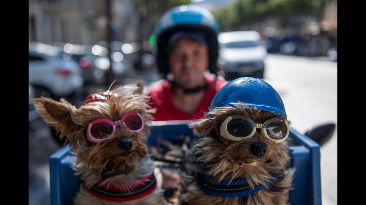 A man in Marseille, France, rides a scooter with his two Yorkshire terriers on Monday, August 27.