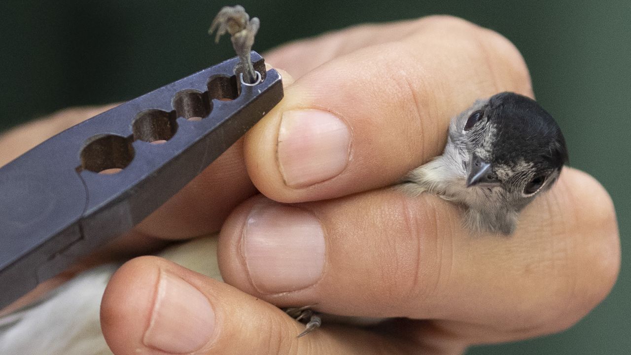 A blackcap is tagged at a bird observatory in Sandwich, England, on Tuesday, August 28.