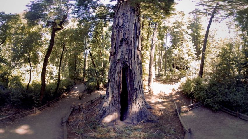 redwoods DNA CROPPED vr
