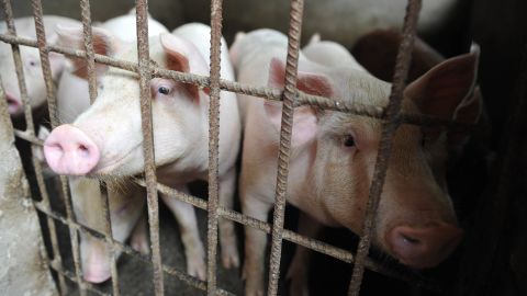 Soybeans are used as a protein-rich feed for animals like pigs.