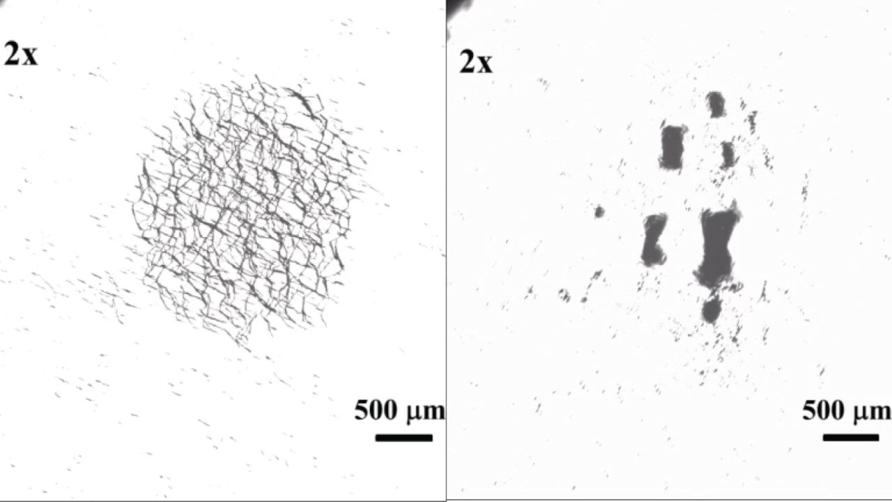 Using oscillating magnetic fields scientists can reconfigure the shape of the nano-swarm from overlapping ribbons (on the left) to clustered lumps (on the right). 