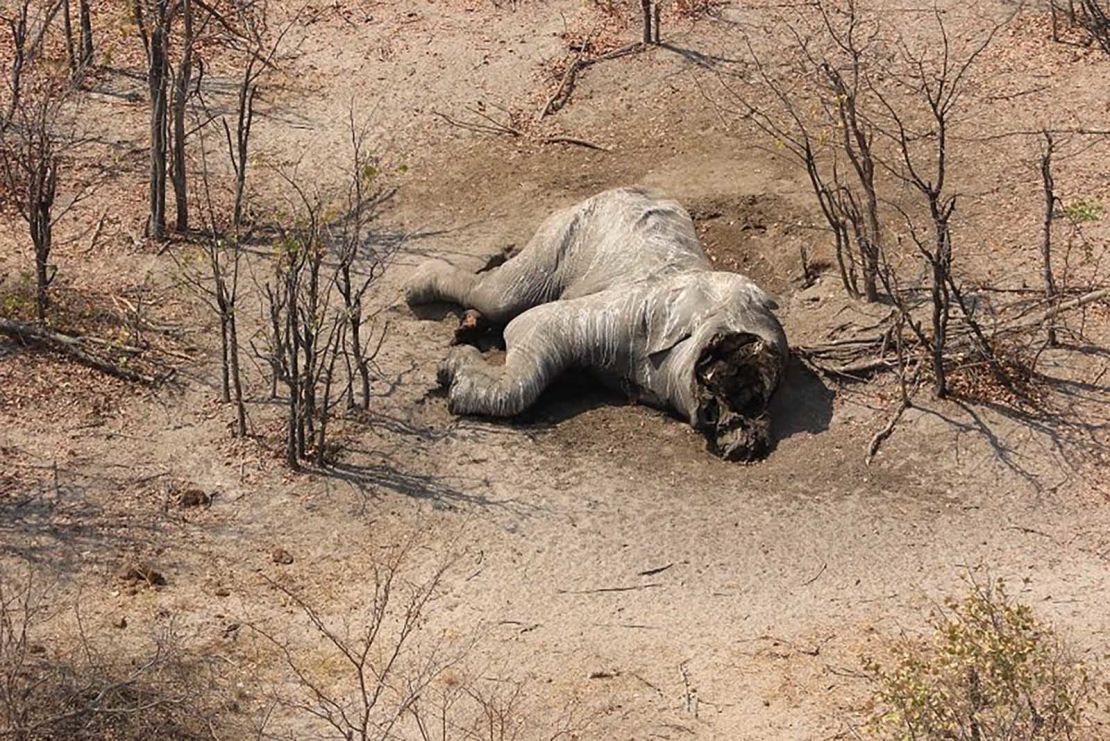 Chase told CNN he hasn't seen this many dead elephants anywhere else on the African continent.