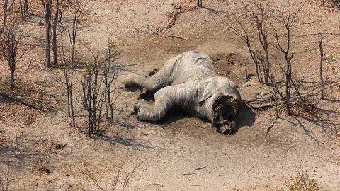Chase told CNN he hasn't seen this many dead elephants anywhere else on the African continent.