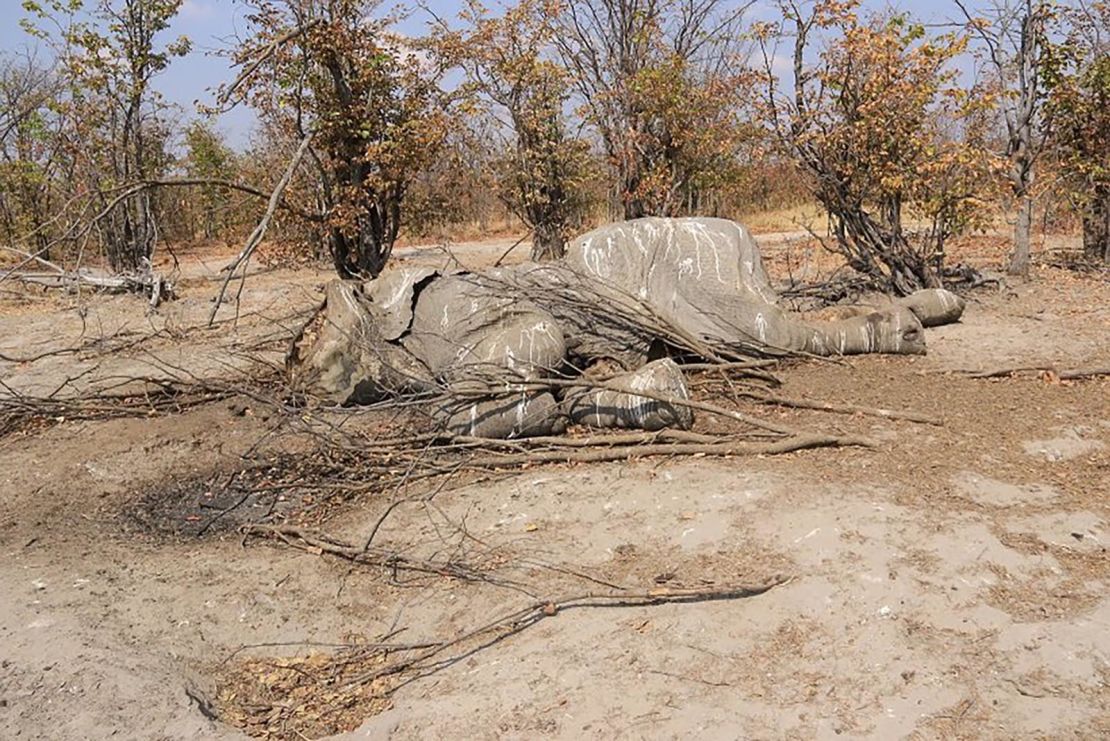 Botswana was once considered a safe haven for elephants.