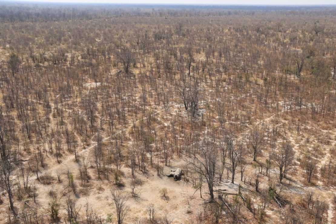 Botswana has often been referred to a haven for elephants, but Chase said there is now evidence of a high poaching rate.