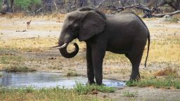 BOTSWANA - MARCH 03: African bush elephant (Loxodonta africana), Elephantidae, Okavango Swamp, Botswana. (Photo by DeAgostini/Getty Images)