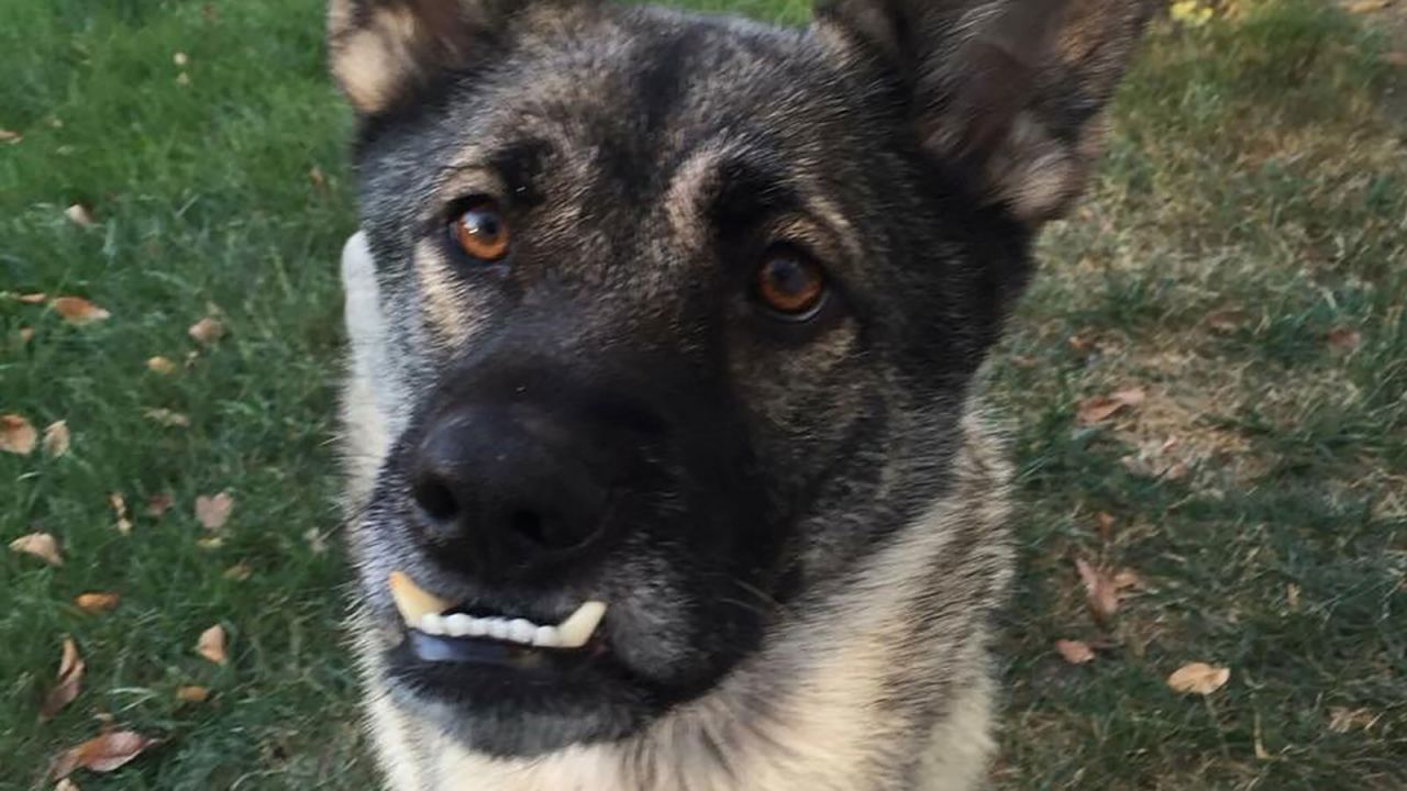 Joseph's Legacy Resuce has pulled its other dogs out of the prison program.
