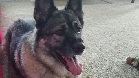 A necropsy showed Evie, a German shepherd mix, died of blunt force trauma to the abdomen.