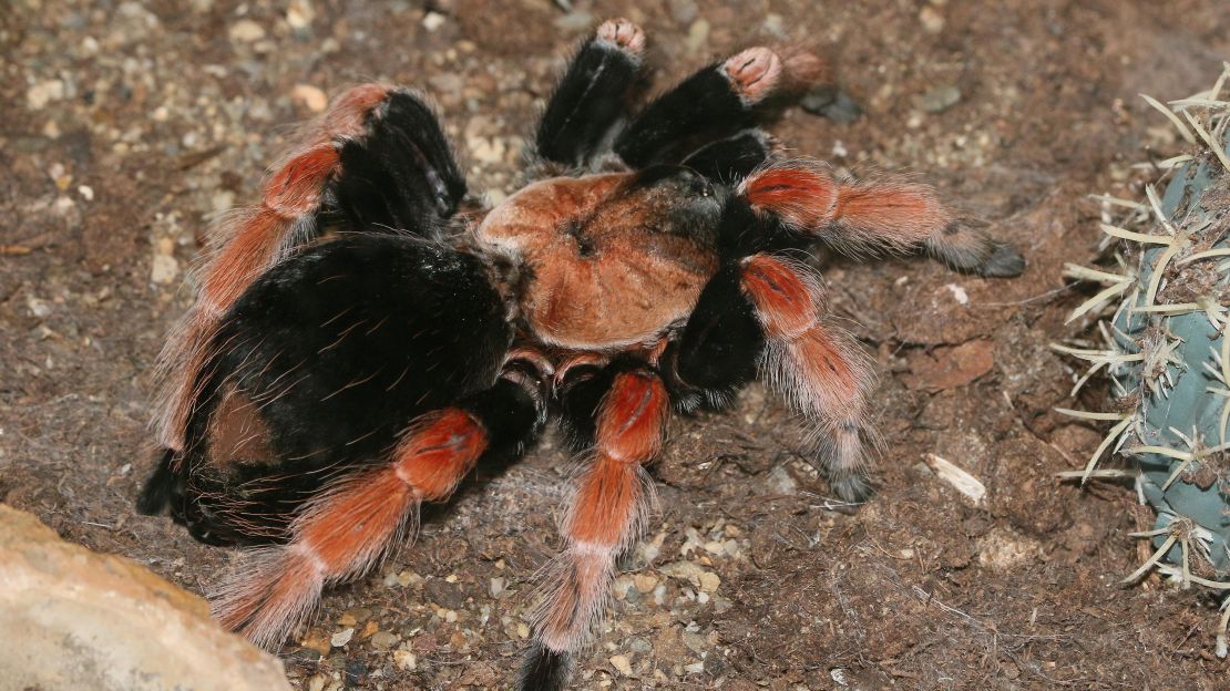 A Mexican fireleg tarantula, one of the exotic insects stolen.