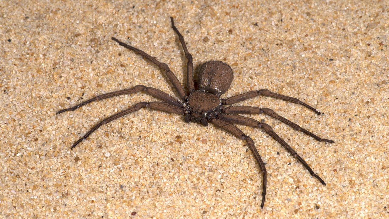 The six-eyed sand spider of southern Africa, whose bite is venomous.