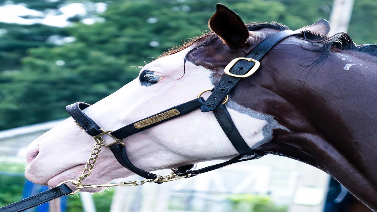 Sounterhn Phantom's face is entirely white. The horse also has one blue and one brown eye. Credit: Dona Federico