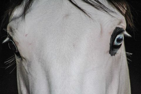 Southern Phantom's entire face is white, with mismatched blue and brown eyes. Professor and director of the Veterinary Genetics Laboratory at UC Davis, Rebecca Bellone, tells CNN that it's not unusual for a horse to have different colored eyes if they have extensive face markings. "Typical of other horses, on Southern Phantom the side of the face with the blue eye has more white than that with the brown eye," she notes.