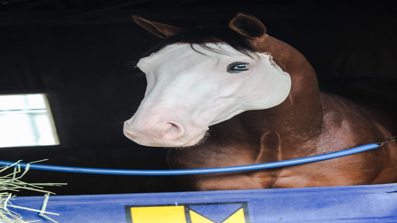 Southern Phantom got his name after a competition was held in a weekly news magazine. Credit: Sarah Murphy