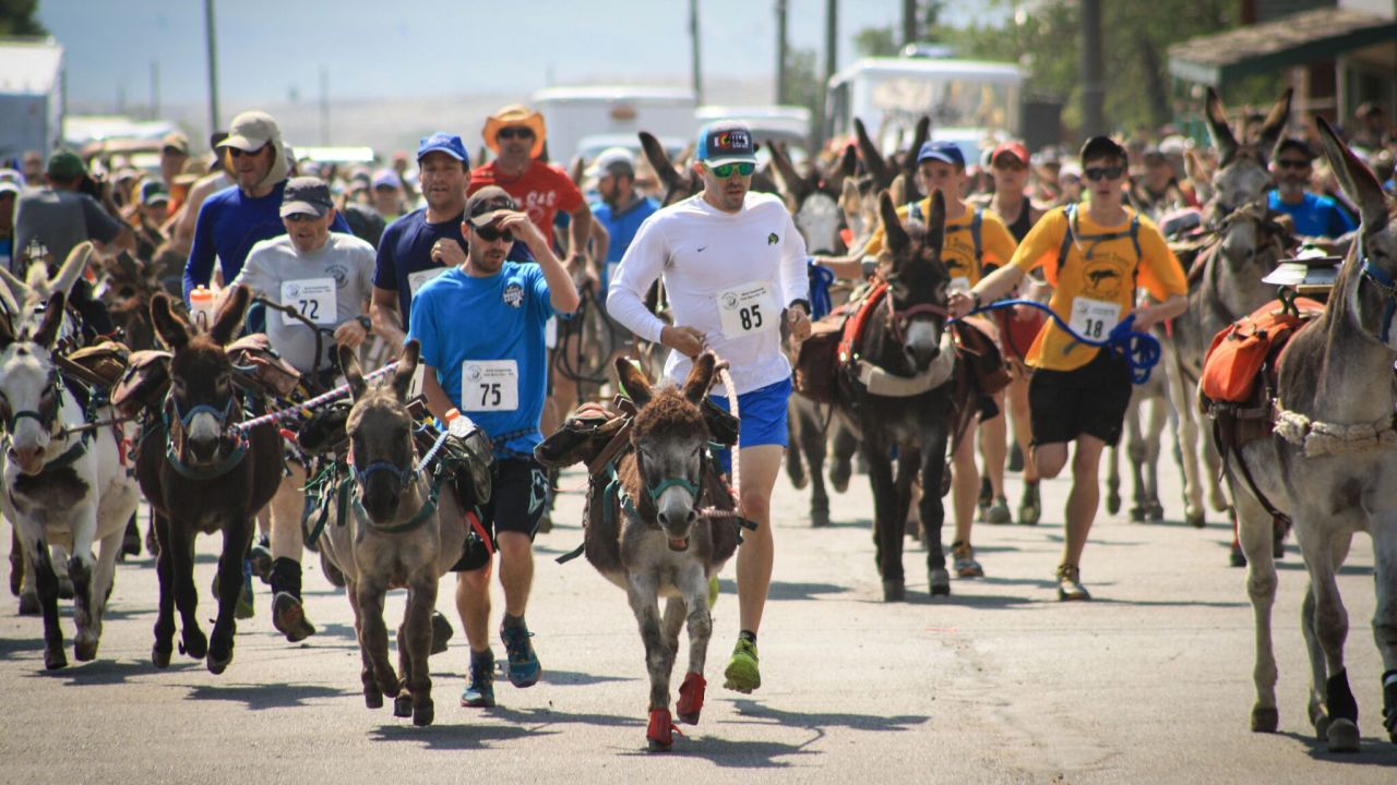 At the annual World Championship Pack Burro Race in Colorado, it's not just about running an ultramarathon, it's about getting your ass across the finish line, too.