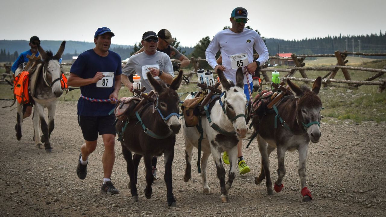 Running with a donkey is a bit of give and take, literally. Sometimes you're pulling them, other times, they're pulling you. On flat trails either teammate can be in the lead, or side-by-side, but human runners are still doing the steering. 