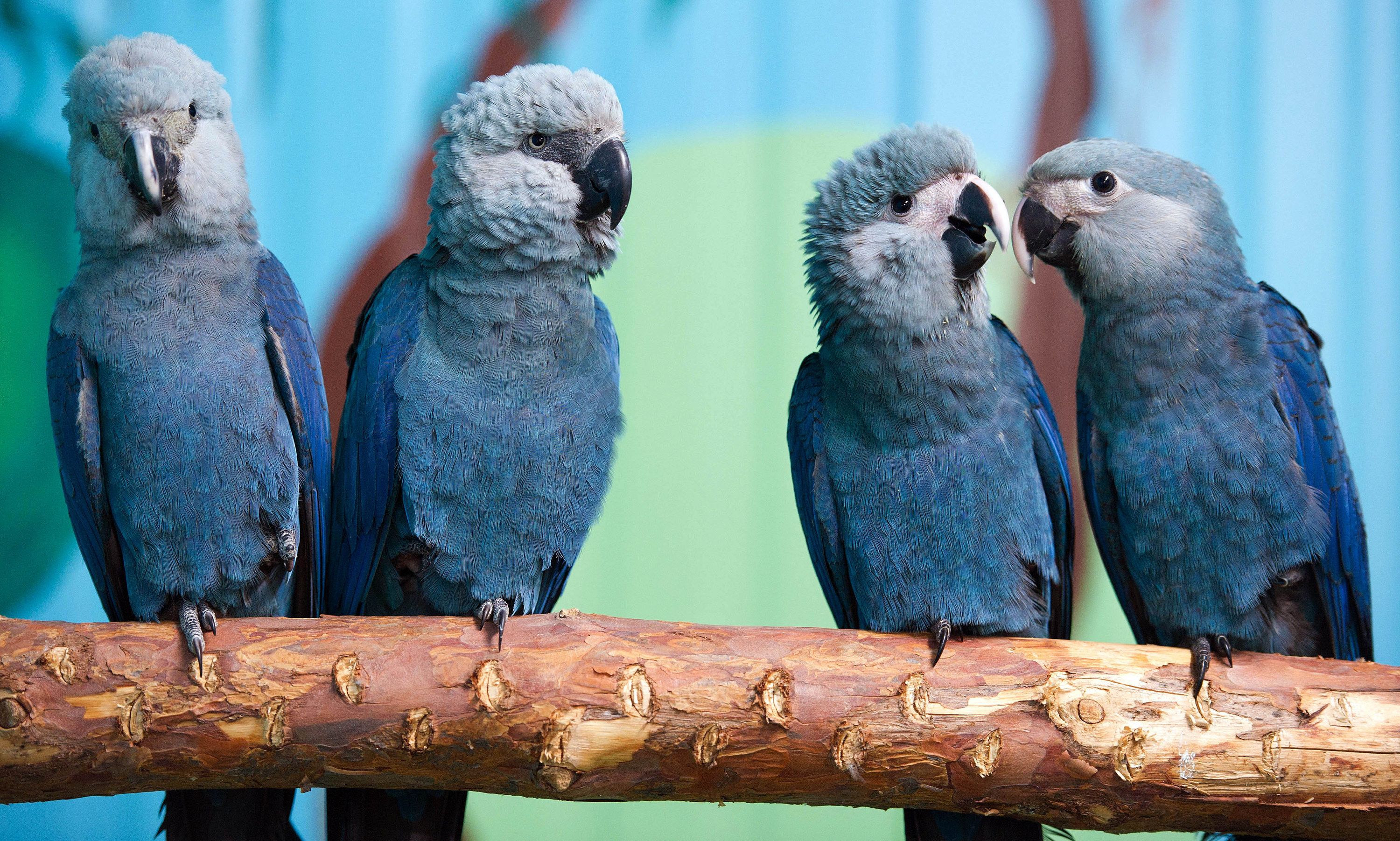 Blue bird from 'Rio' movie now extinct in the wild | CNN