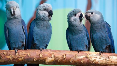 Spix's macaws sit on a branch in their aviary at the Association for the Conservation of Threatened Parrots in Germany.