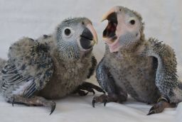 Spix's macaw chicks are pictured in May 2014. 