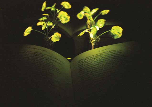 An MIT research group has engineered a new type of plant that emits light, by harnessing the power of luciferase, the enzyme that makes fireflies glow.