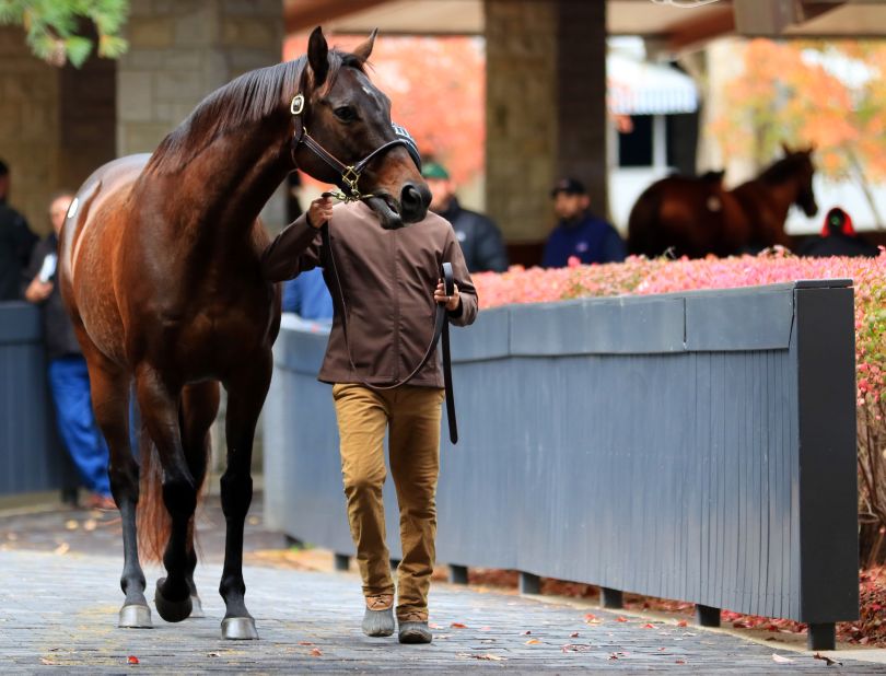 Elliston expects to see more than $300M turned over during the event. In 1985 Seattle Dancer, sired by Nijinsky, sold for $13.1M, making it one of the most expensive yearlings ever sold at auction.