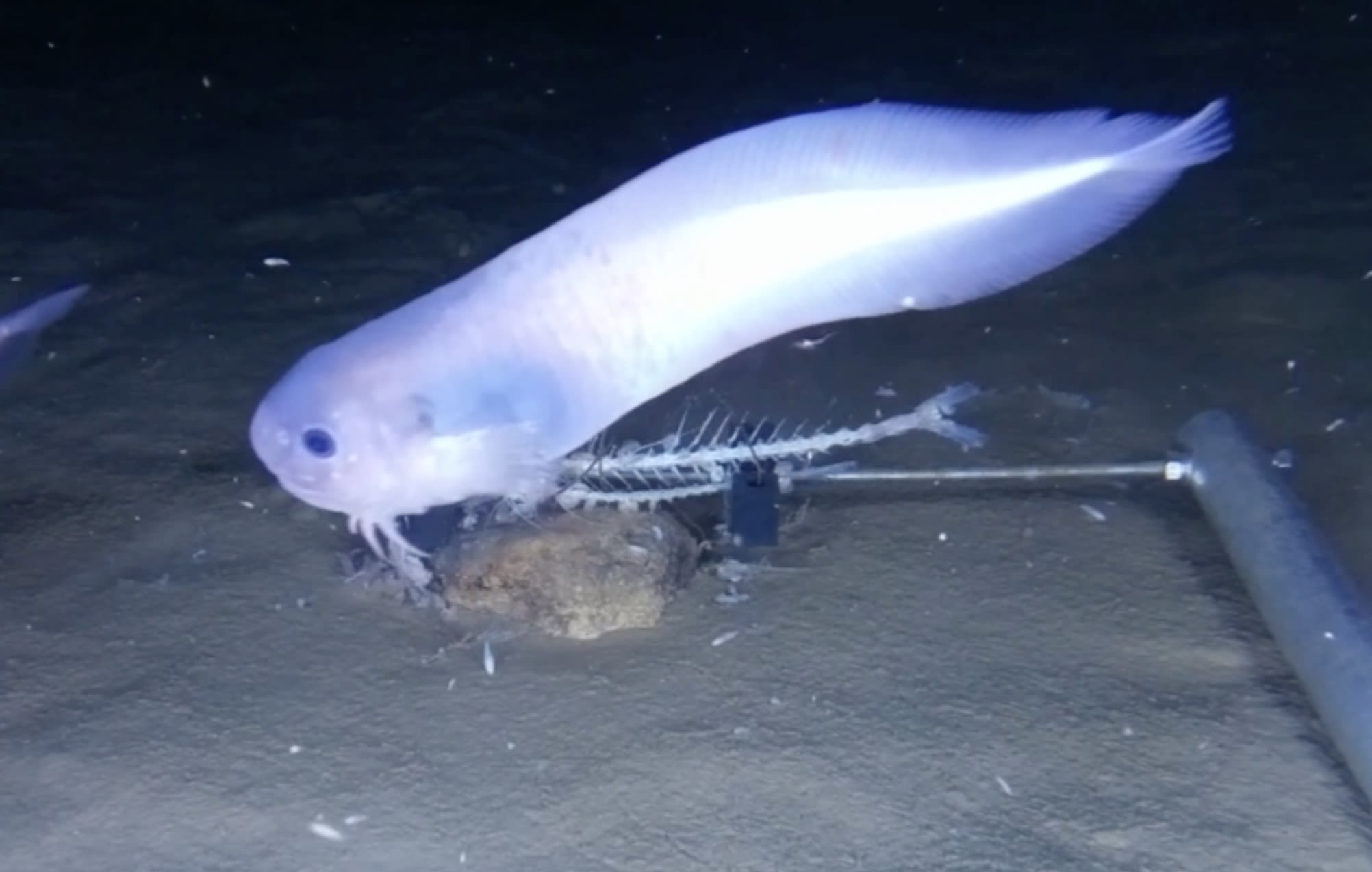 Snailfish: how we found a new species in one of the ocean's deepest places