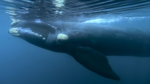 A southern right whale in the waters off Patagonia, Argentina.