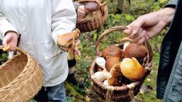 People hold baskets of cep mushrooms (Boletus edulis) as they look for mushrooms, on October 20, 2012 in the Clairmarais' wood. AFP PHOTO PHILIPPE HUGUEN        (Photo credit should read PHILIPPE HUGUEN/AFP/Getty Images)