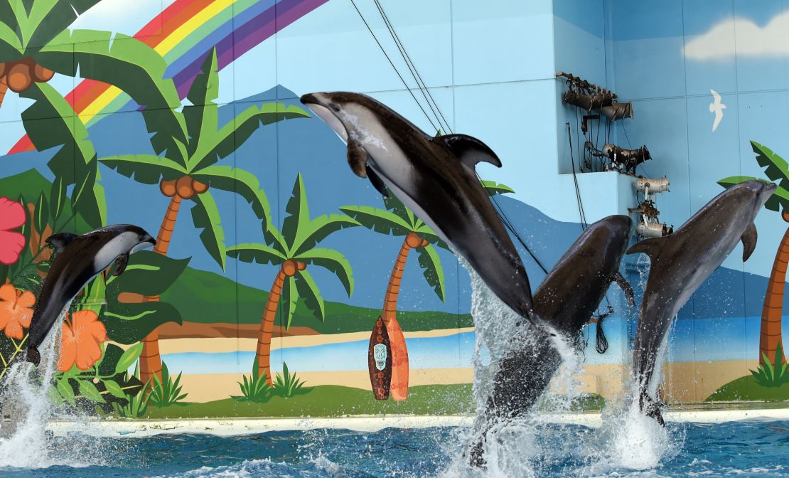 Pacific white-sided dolphins jump out of the water during a sea animal show at Hakkeijima Sea Paradise in Yokohama in this file photo.