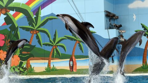 Pacific white-sided dolphins jump out of the water during a sea animal show at Hakkeijima Sea Paradise in Yokohama in this file photo.