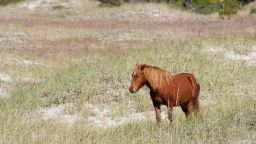 The wild horses at Shackleford Banks "have incredible instincts" when it comes to protecting themselves.