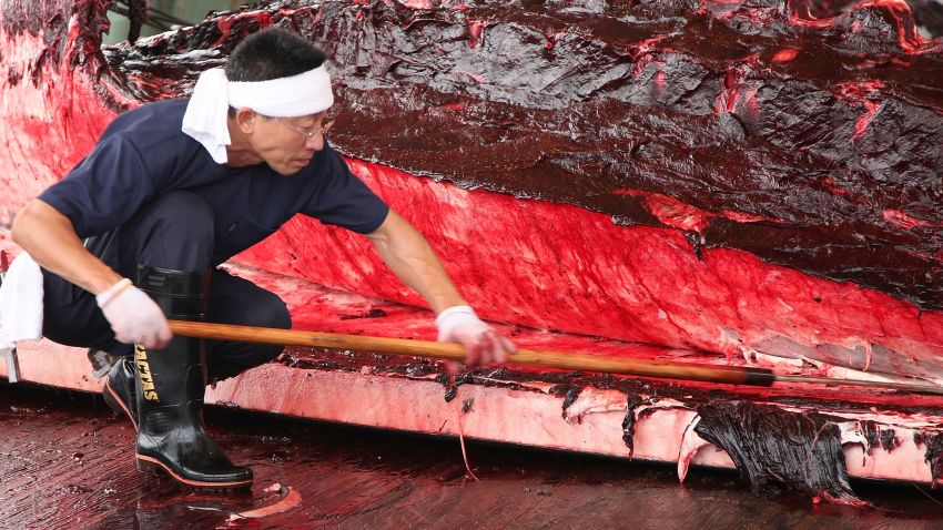 MINAMI BOSO, JAPAN - JUNE 28:  Fishermen slaughter a 9.61m Baird's Beaked whale at Wada Port on June 28, 2008 in Minami Boso, Chiba, Japan. Only five ports are allowed whaling under the coastal whaling program which tries to keep whaling tradition that dates back to the seventeenth century. Japan is only allowed to hunt a limited number of whales every year.  (Photo by Koichi Kamoshida/Getty Images)