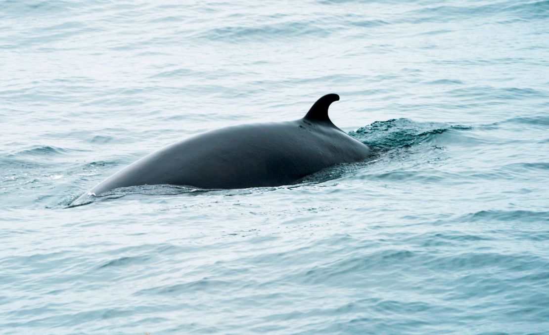 Minke whales are the second smallest baleen whale and at full maturity may reach 7 or 8 meters in length. 