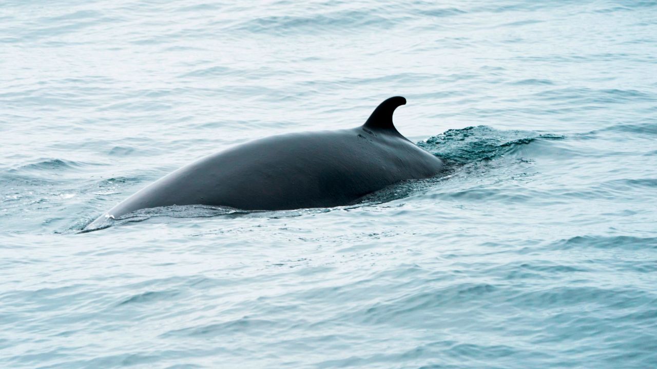 Minke whales are the second smallest baleen whale and at full maturity may reach 7 or 8 meters in length.