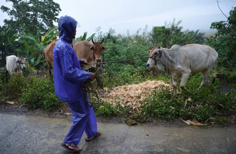A farmer gathers his herd of cows to a safe place as the typhoon nears Tuguegarao City on September 14.