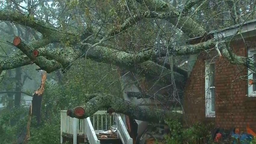 Wilmington, NC, tree