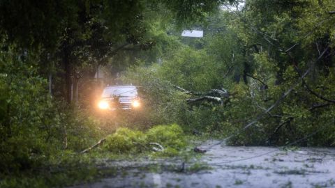 Hundreds of trees collapsed from the storm in coastal North Carolina, including these in Wilmington.