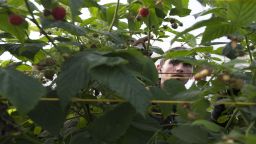 A Romanian worker picks raspberries at Clock House Farm in Kent, southeast England. 
