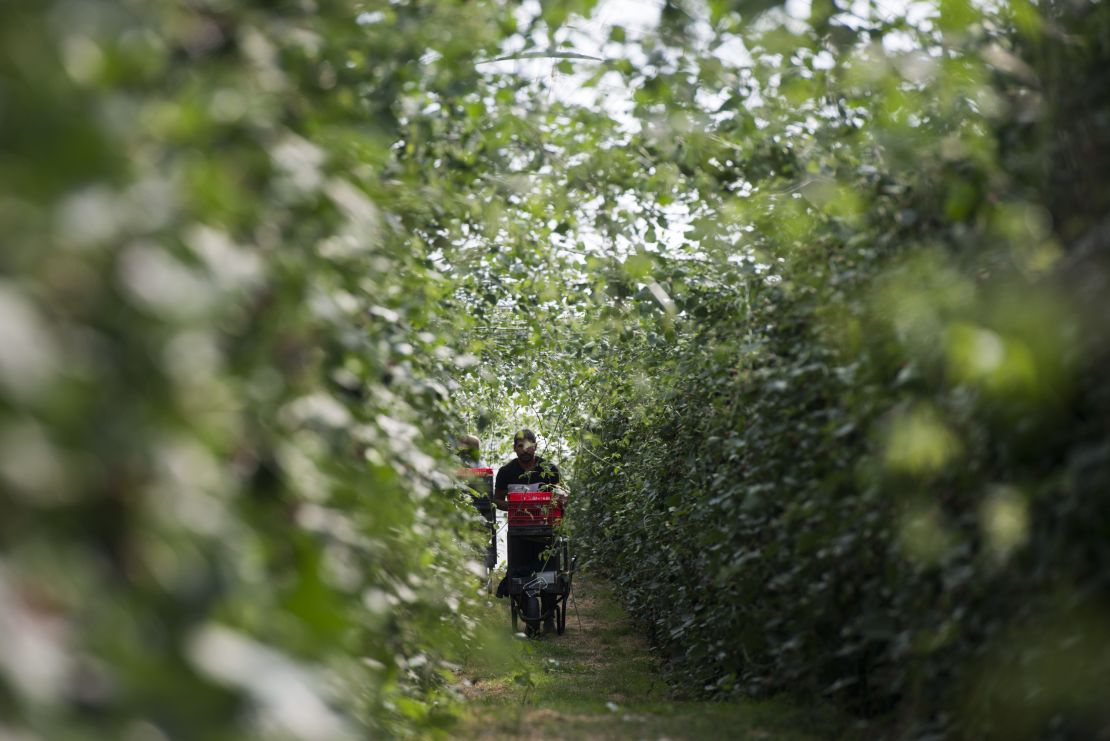 A picker moves down a polytunnel at Clock House Farm in southeast England, in September 2018.