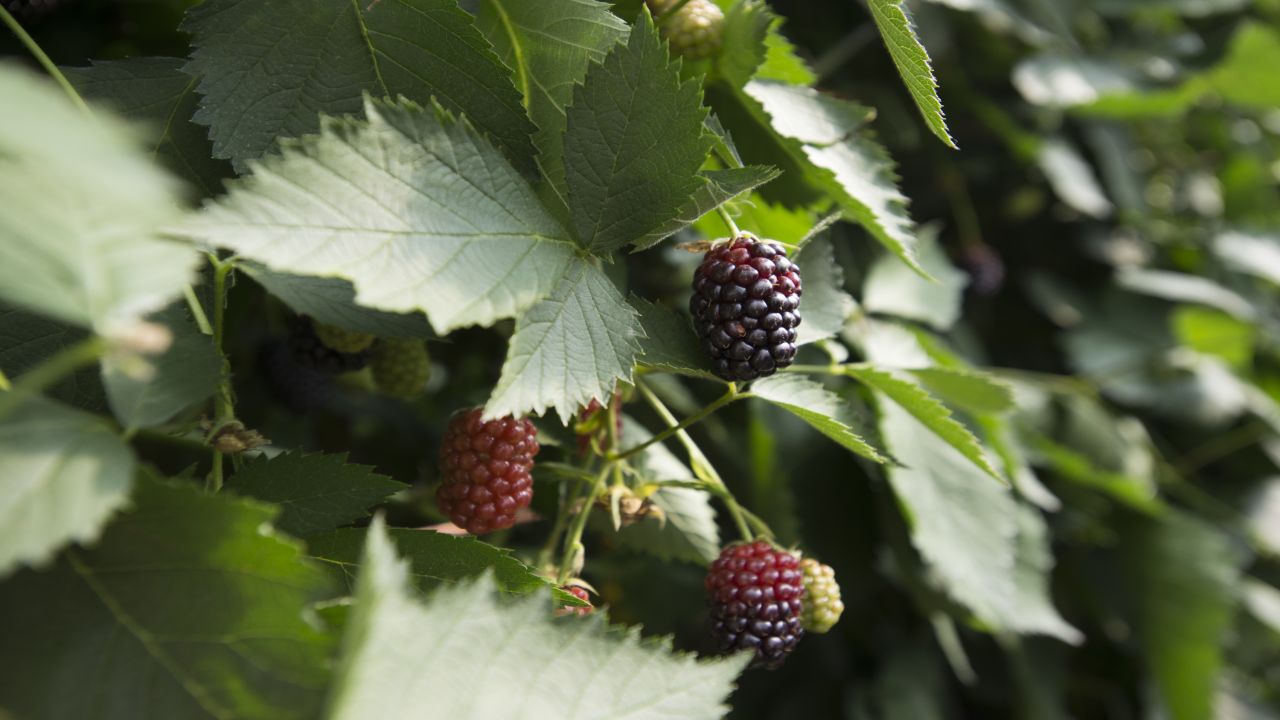 Blackberries ripen in a polytunnel.