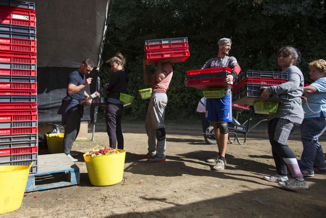 Romanian workers stack trays of juicy raspberries.