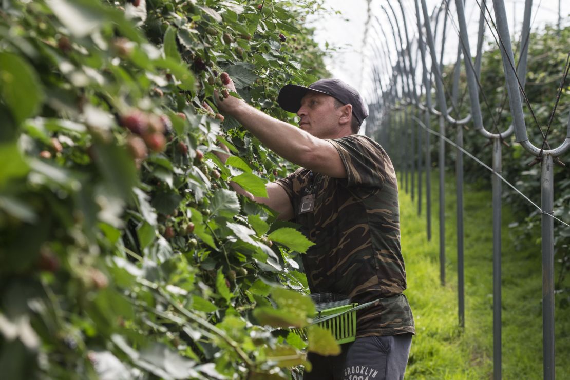 Pickers say they travel from Romania because they can earn a lot more than at home.