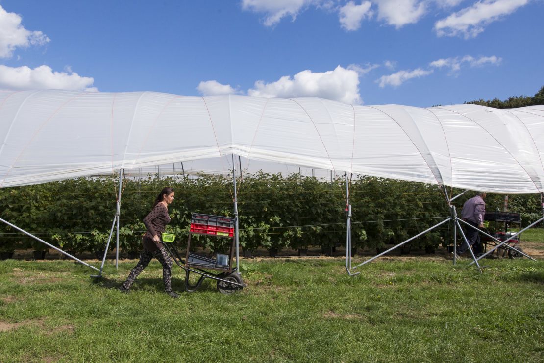 A Romanian picker wheels trays of raspberries past one of Pascall's polytunnels.