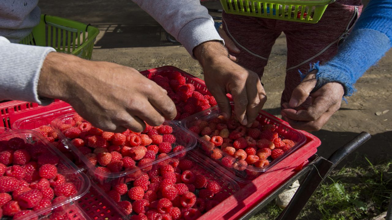 Romanian pickers with trays of raspberries on Clock House Farm.