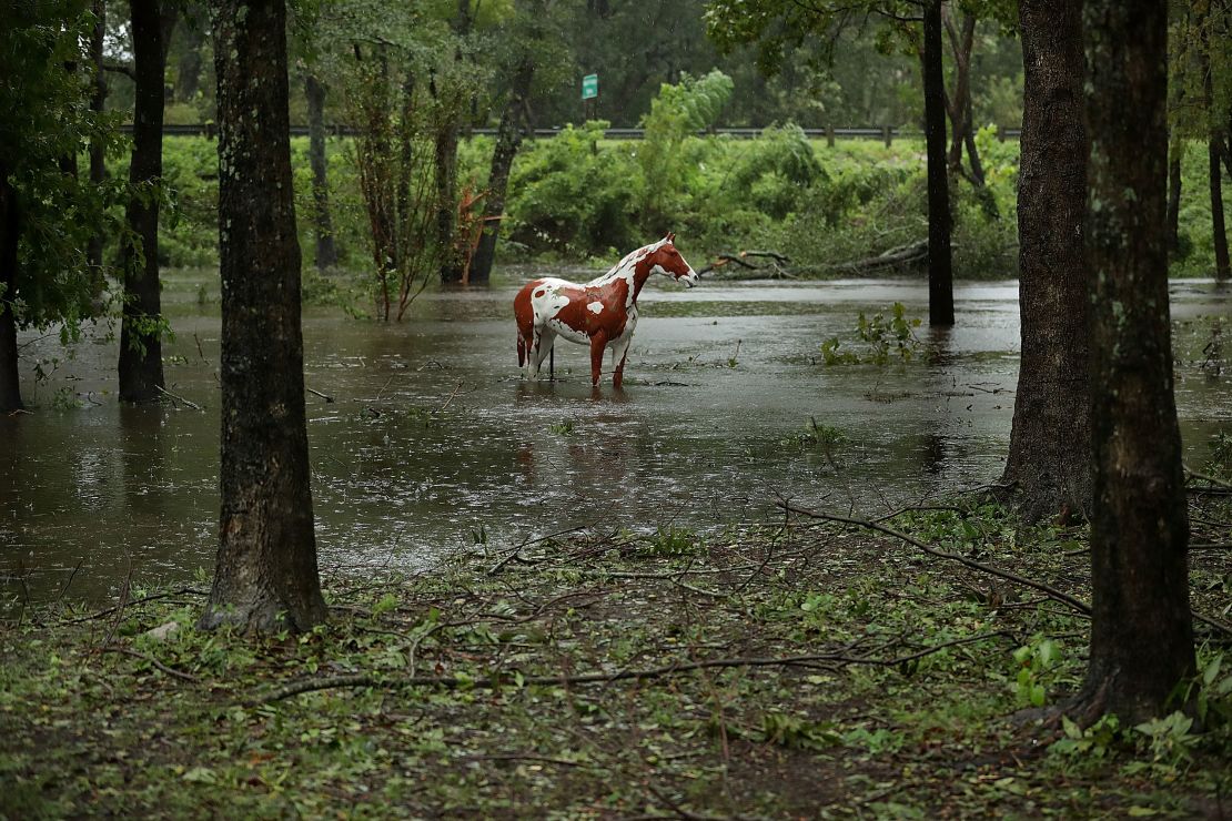 The statue of a horse stands in rising water at the Exchange Nature Park along the Neuse River September 15, 2018 in Kinston, North Carolina. 