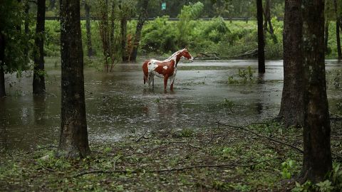 The statue of a horse stands in rising water at the Exchange Nature Park along the Neuse River September 15, 2018 in Kinston, North Carolina. 